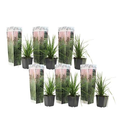 Pampasgræs - Sæt med 6 - Cortaderia selloana - Højde 25-40cm - ⌀9cm
