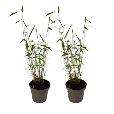 Blå bambus - Sæt 2 - Fargesia papyrifera 'Blue Dragon' - Højde 30-40cm - ⌀13cm