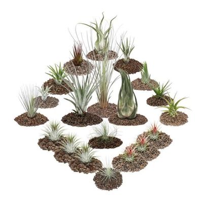 1 tillandsia - set om 20 växter varav 3 växter XXL