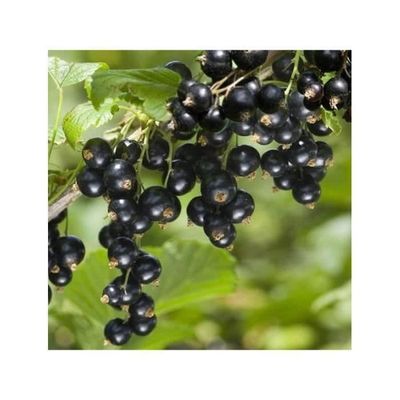 Plante - INGEN NAMN - Ribes Noir de Bourgogne - 20-30 cm - Tidig mognad - Frukter 0,7 gr