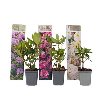 Rhodondendron buske - Set om 3 - Rhododendron catawbiense - Höjd 25-40cm - ⌀9cm