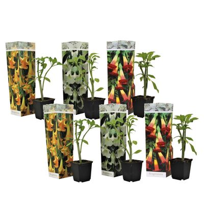 Trumpetblommor - Set om 6 - Brugmansia - Höjd 25-40cm - ⌀9cm