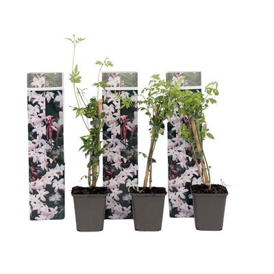 Jasmin - Set om 3 - Jasminum 'Officinale' - Höjd 25-40cm - ⌀9cm