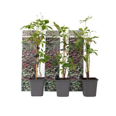 Vildvin - Set om 3 - Parthenocissus quinquefolia - Höjd 25-40cm - ⌀9cm