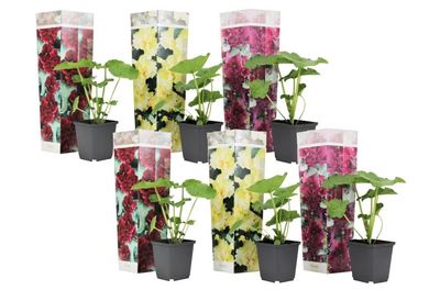 Stokrose - Sæt med 6 - Alcea rosea - Højde 25-40cm - ⌀9cm
