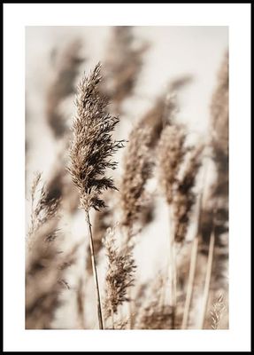 Reed Grass Plakat
