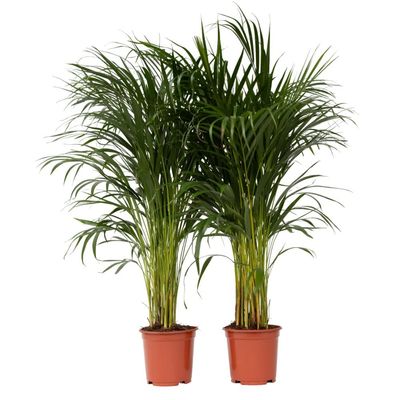 Guldpalm - Set om 2 - Dypsis lutescens - Höjd 100-120cm - ⌀21cm