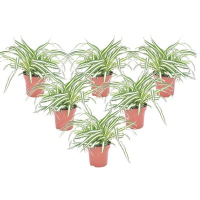 Klorofytum - Sæt med 6 - Chlorophytum comosum 'Atlantic' - Højde 25-40cm - ⌀12cm