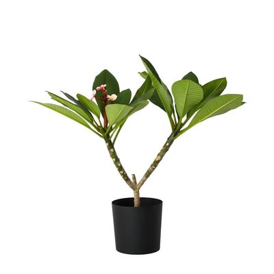 Hawaiiansk frangipani - Plumeria rubra 'Rosa' - Höjd 55-70cm - ⌀17cm