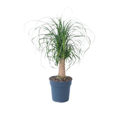 Elefantfod - Beaucarnea 'recurvata' - Højde 60-70cm - ⌀21cm