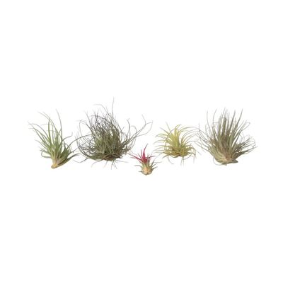 Luftväxt - Set om 6 - Tillandsia - Höjd 5-15cm - ⌀5cm