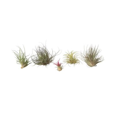 Luftväxt - Set om 5 - Tillandsia - Höjd 5-15cm - ⌀5cm
