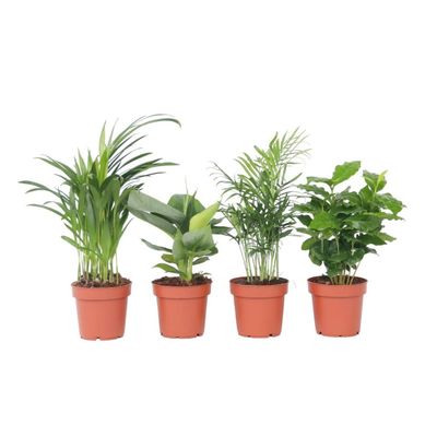 Trendig mix - Set om 4 - Dypsis, Cham., Coffea, Musa - Höjd 25-40cm - ⌀12cm