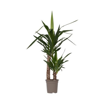 Jättepalmlilja - Yucca elephantipes - Höjd 70-80cm - ⌀17cm