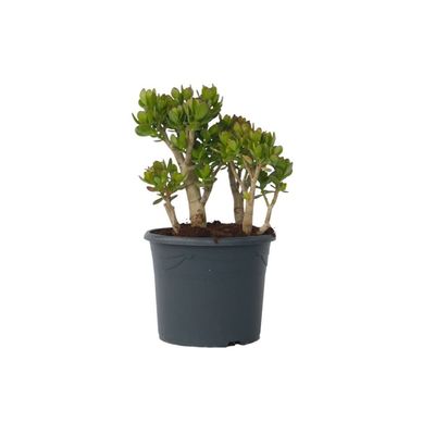 Paradisträd - Crassula ovata 'Minor' - Höjd 60-65cm - ⌀30cm