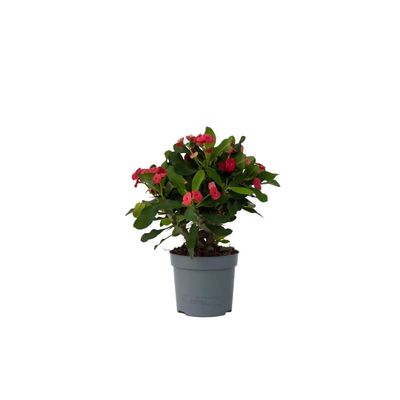 Kristi tornekrone - Euphorbia 'Milii' - Höjd 25-35cm - ⌀13cm