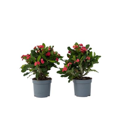 Kristi tornekrone - Set om 2 - Euphorbia 'Milii' - Höjd 25-35cm - ⌀13cm