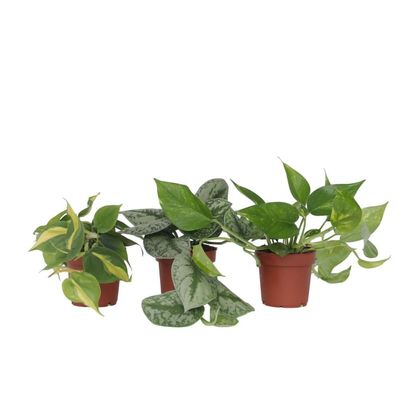 Epipremnum Mix - Sæt med 3 - Philodendron, Epipremnum - Højde 25-40cm - ⌀12cm