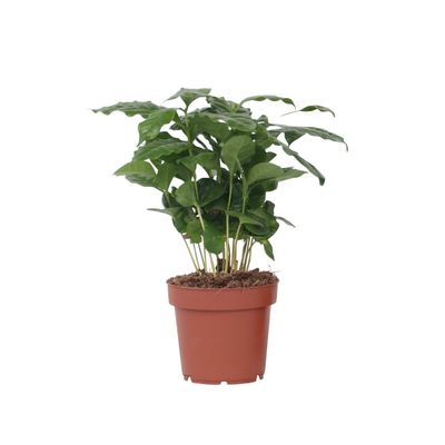 Kaffeväxt - Coffea arabica - Höjd 25-40cm - Pot 12cm