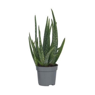 Aloe vera - Aloe barbadensis - Höjd 25-40cm - Pot 10,5cm