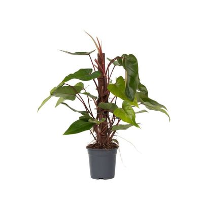 Grön krukväxt - Philodendron 'Red Emerald' - Höjd 70-80 cm - Kruka 19 cm