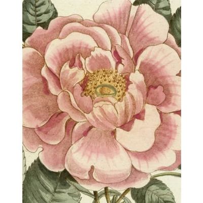 John Derian Picture Book II (inbunden, eng)