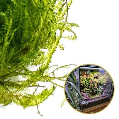 In Vitro Levende Mos Naturlig Levende Mos til Terrarium TAXIPHYLLUM Spiky Mos
