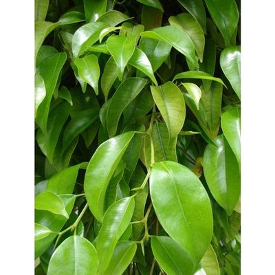 1 FIKUSPLANTA KRUKA 17CM ständigt gröna lägenhet beniamino