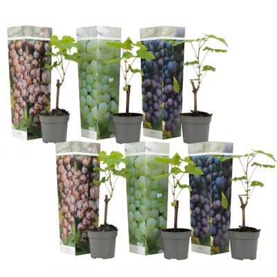 Druvväxt - Set om 6 - Vitis vinifera - Höjd 25-40cm - ⌀9cm