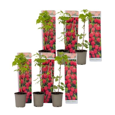 Hindbær plante - Sæt med 6 - Rubus ideaus 'Autumn Bliss' - Højde 25-40cm - ⌀9cm