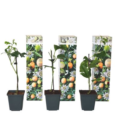 Passionsfrugt - Sæt med 3 - Passiflora edulis 'Frederick' - Højde 25-40cm - ⌀9cm