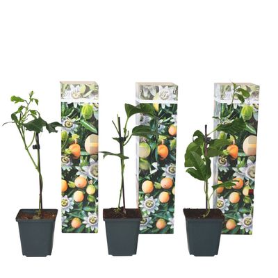 Passionsblomma - Set om 3 - Passiflora edulis 'Frederick' - Höjd 25-40cm - ⌀9cm