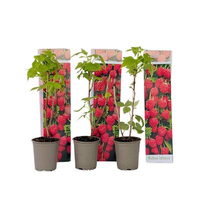 Hallonväxt - Set om 3 - Rubus ideaus 'Autumn Bliss' - Höjd 25-40cm - ⌀9cm