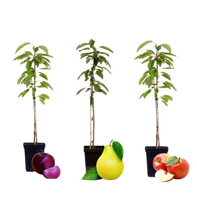 Fruktkolonner - Set om 3 - Äpple, päron - Höjd 60-70cm - ⌀9cm