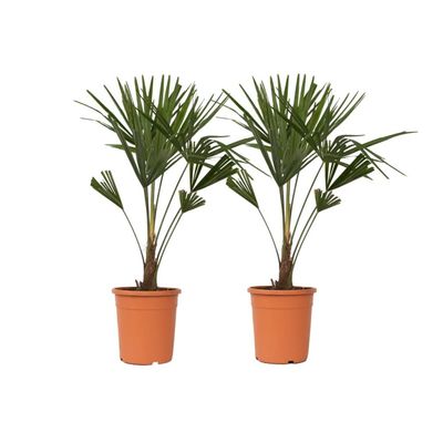 Väderkvarnspalm - Set om 2 - Trachycarpus Fortunei - Höjd 65-75cm - ⌀21cm