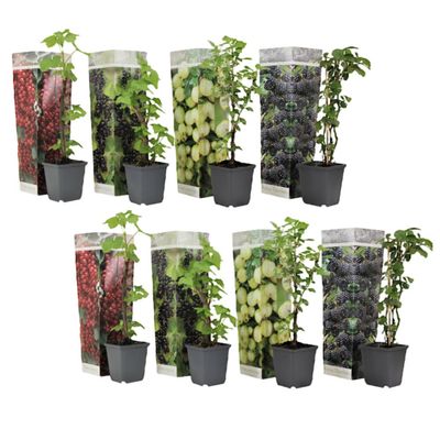 Bärväxter - Set om 8 - Rubus, rubrum, Uva, Fructosus - Höjd 25-40cm - ⌀9cm