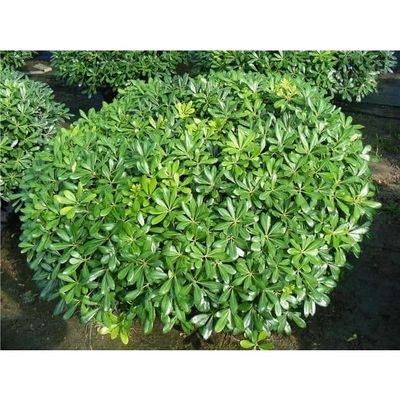 PITTOSPORUM PITTOSPORO NANUM VASO 19CM Ständiga och Klättrande نباتات