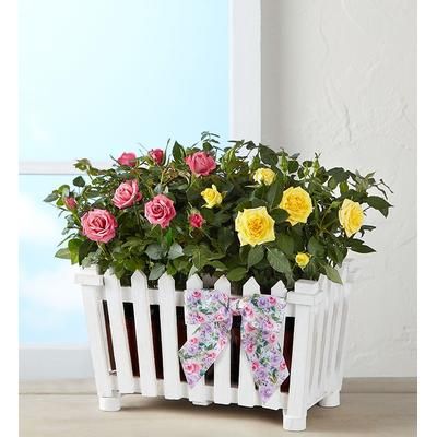 1-800-Flowers Flower Delivery Charming Rose Garden Large | 100% Satisfaction Guaranteed | Happiness Delivered To Their Door