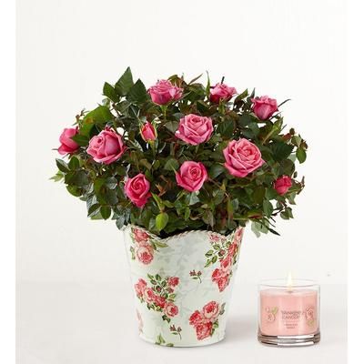 1-800-Flowers Flower Delivery Classic Budding Rose Small W/ Candle