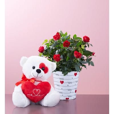 1-800-Flowers Flower Delivery Love Rose Plant Small W/ Plush | Happiness Delivered To Their Door