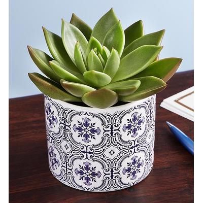 1-800-Flowers Plant Delivery Echeveria Succulent