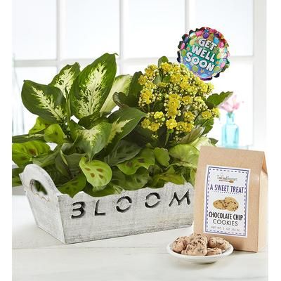 1-800-Flowers Everyday Gift Delivery Send A Smile Dish Garden Get Well Garden W/ Cookies | Happiness Delivered To Their Door