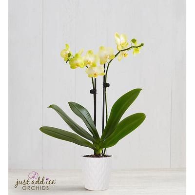1-800-Flowers Plant Delivery Sunshine Orchid Mini