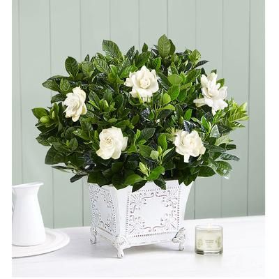 1-800-Flowers Plant Delivery Grand Gardenia Medium Plant W/ Candle