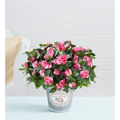 1-800-Flowers Plant Delivery Pretty Pink Azalea Small Plant