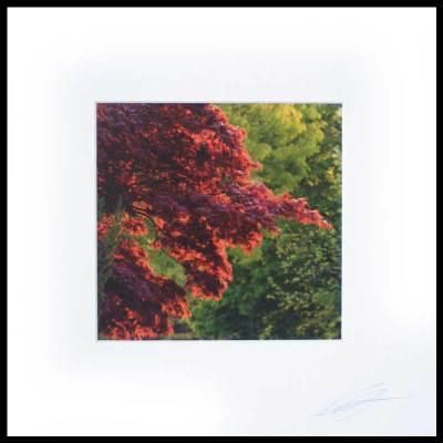 'A Touch of Autumn' Color Photograph