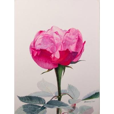 Beautiful Memory of Vania,'Original Rose Watercolor Painting'