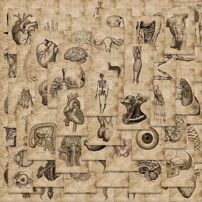 56Pcs creativo anatomia umana anatomia cuore teschio organi medici adesivi scheletro Graffiti