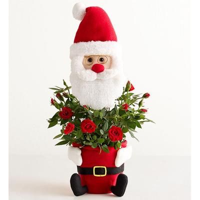 1-800-Flowers Flower Delivery Santa's Surprise Red Rose Red Rose Plant