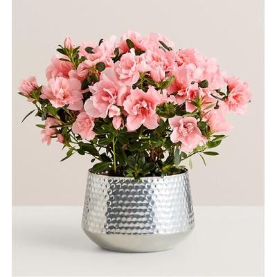 1-800-Flowers Plant Delivery Pretty Pink Azalea Large Plant